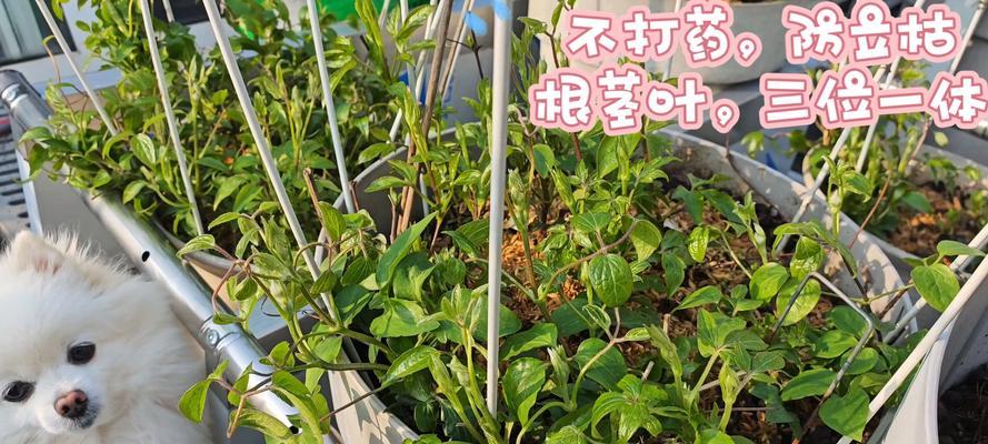 铁线莲根部木质化后应如何处理？