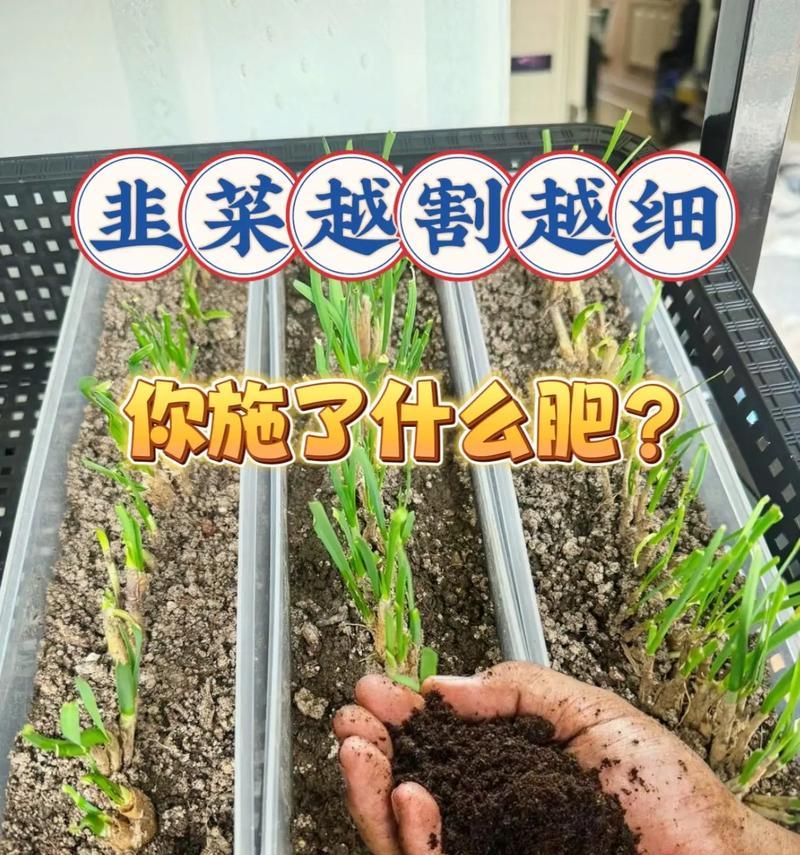 韭菜施肥的最佳方法和技巧是什么？