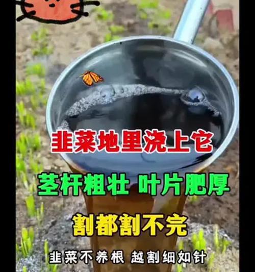 韭菜施肥的最佳方法和技巧是什么？