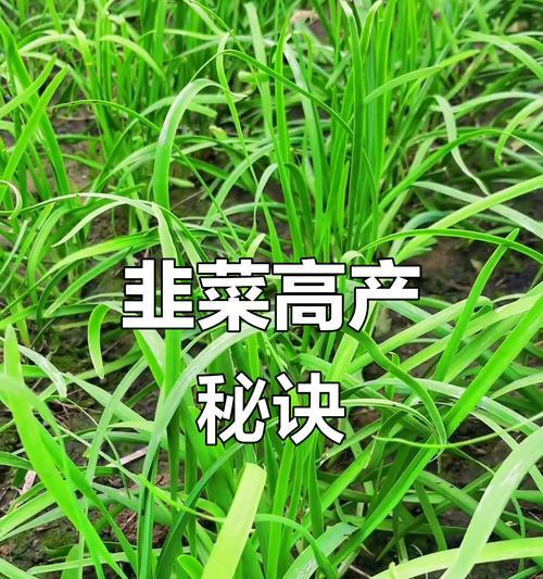 韭菜施肥的最佳方法和技巧是什么？