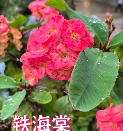 君子兰铁背虎的养护要点是什么？