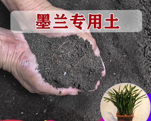 墨兰缺酸叶子发黄怎么办？如何调整土壤酸碱度？
