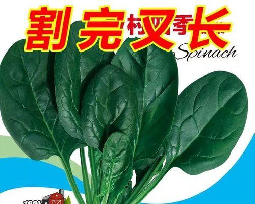 红根菠菜什么时候播种好？播种红根菠菜的最佳时间是什么时候？