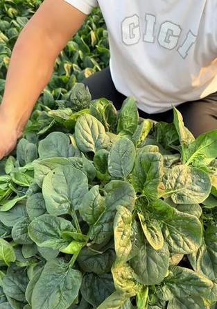 红根菠菜什么时候播种好？播种红根菠菜的最佳时间是什么时候？