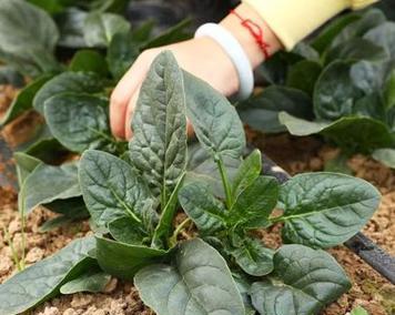 红根菠菜什么时候播种好？播种红根菠菜的最佳时间是什么时候？