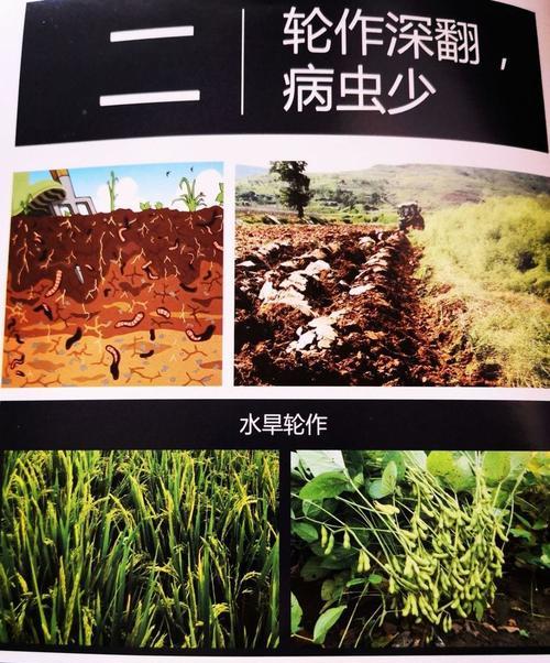 自制水旱盆栽土壤肥料的步骤和技巧？