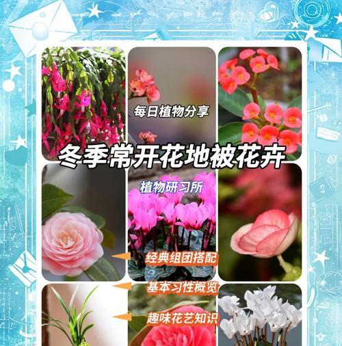 四季常开的观赏植物有哪些？如何选择？