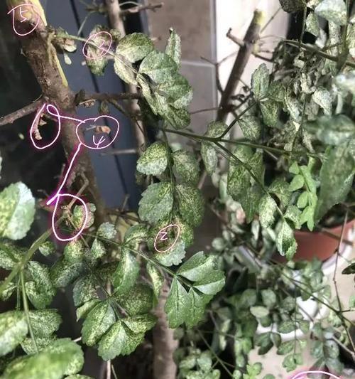 大乔木叶子发黄是什么原因？如何处理？