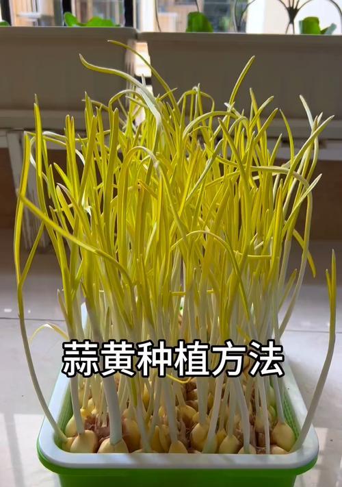 蒜的栽培技术和管理方法是什么？
