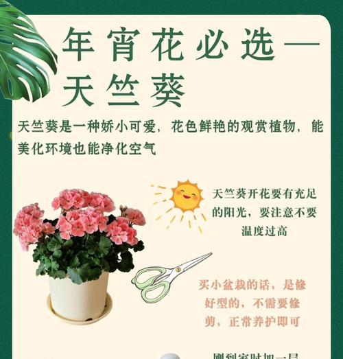 天竺葵垂钓如何让它垂下来？