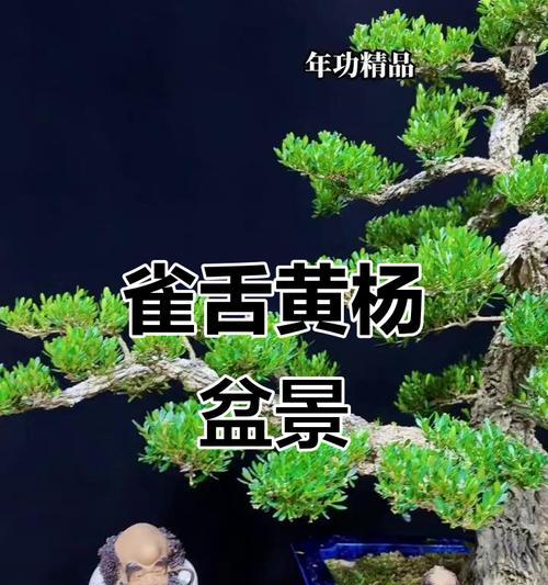 雀舌盆景养护技巧是什么？如何玩转雀舌盆景？