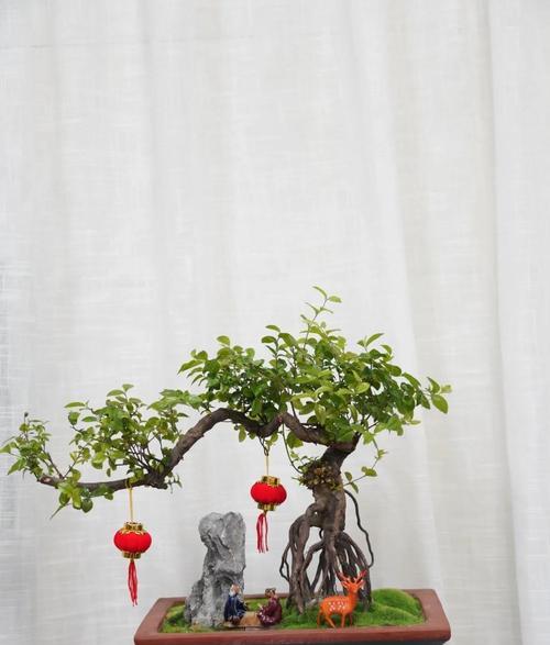 雀舌盆景养护技巧是什么？如何玩转雀舌盆景？