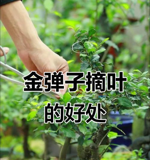 金弹子叶子发黄怎么处理？