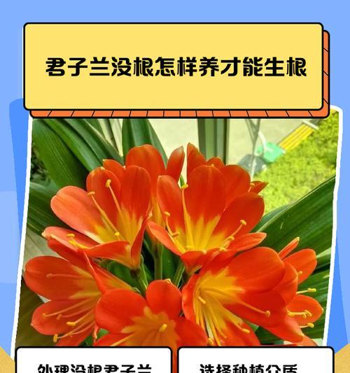 君子兰养着就坏根的原因是什么？如何预防和处理？
