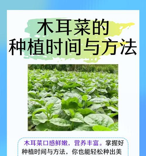 播种子一天中什么时间段最好？选择最佳时间播种的技巧是什么？