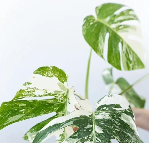 白龟背竹浇水正确方法是什么？如何正确给白龟背竹浇水？