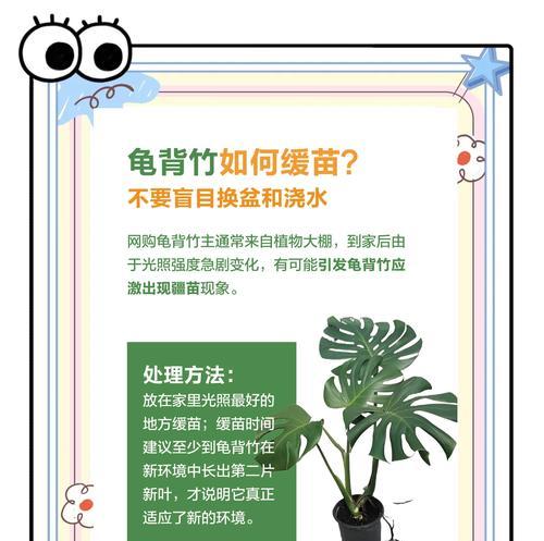 白龟背竹浇水正确方法是什么？如何正确给白龟背竹浇水？