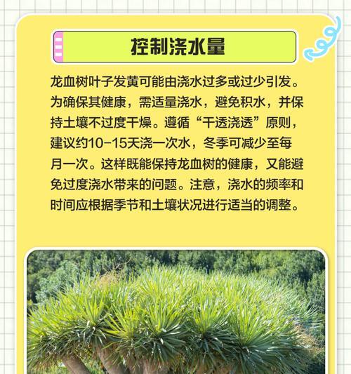 龙骨叶子发黄脱落如何挽救？挽救措施对植物恢复有何帮助？