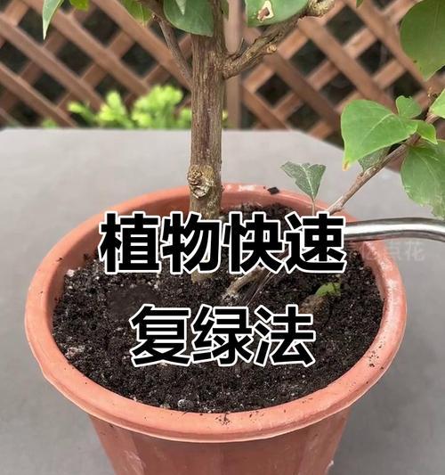 龙骨叶子发黄脱落如何挽救？挽救措施对植物恢复有何帮助？
