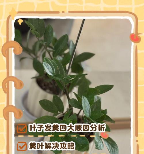 龙骨叶子发黄脱落如何挽救？挽救措施对植物恢复有何帮助？