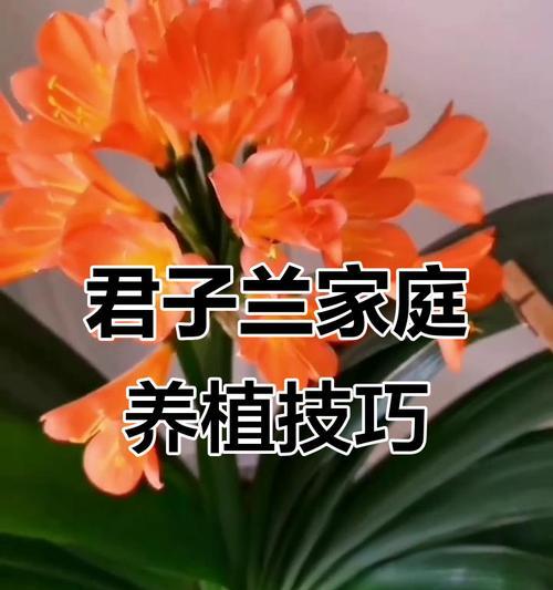 君子兰需要什么籽才能开花？如何正确选择和使用种子？