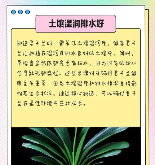 君子兰需要什么籽才能开花？如何正确选择和使用种子？