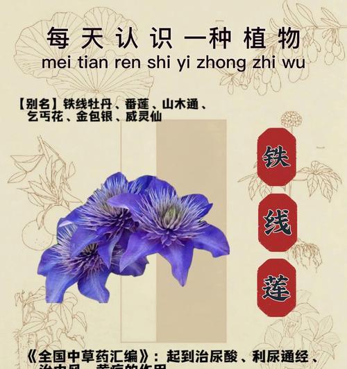 全缘组铁线莲的管理方法是什么？如何确保其健康生长？