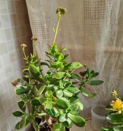 阳台9月种什么花好看？推荐花卉有哪些？