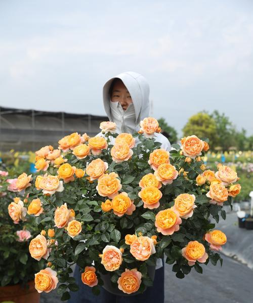 阳台9月种什么花好看？推荐花卉有哪些？