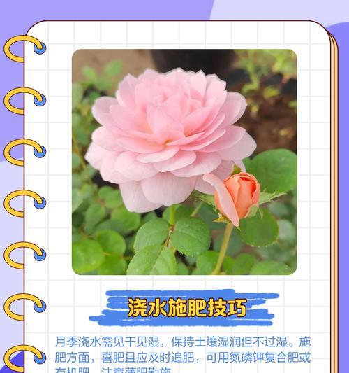 绿茵树状月季的养护方法是什么？