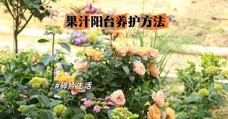 绿茵树状月季的养护方法是什么？
