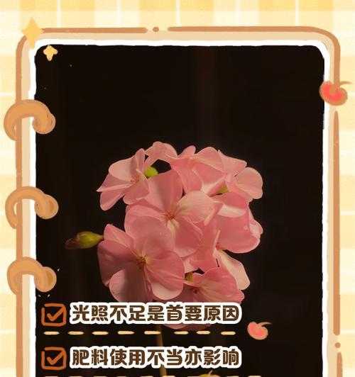 天竺葵不出苗是什么原因？如何解决？