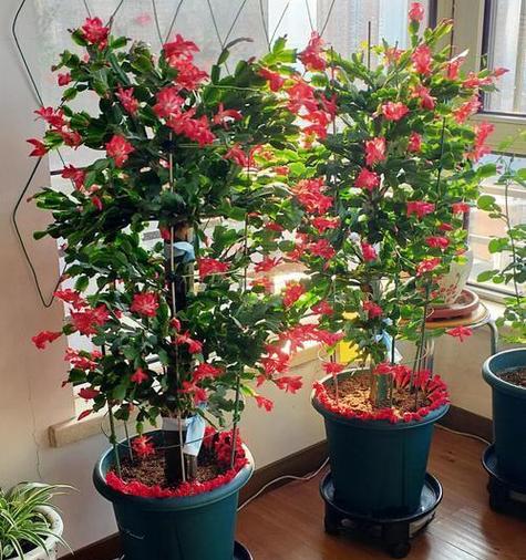 冬天阳台适合种植哪些花卉？