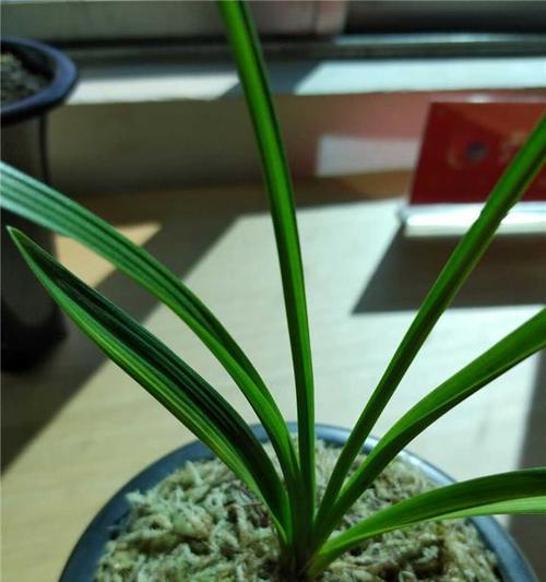 莲瓣叶子发黄的解决方法有哪些？