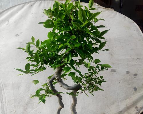 造型盆景草的养护方法是什么？