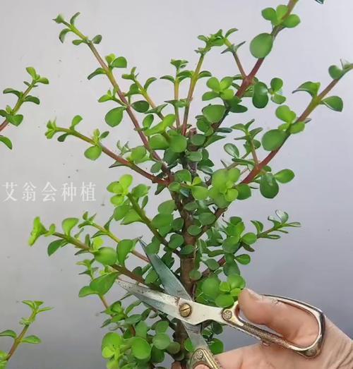 造型盆景草的养护方法是什么？