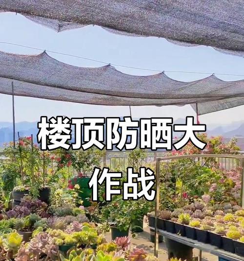 月季如何设置遮阳网？遮阳网对月季生长有何影响？