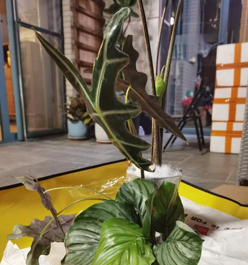 水培青苹果叶子边缘发黄的解决措施是什么？