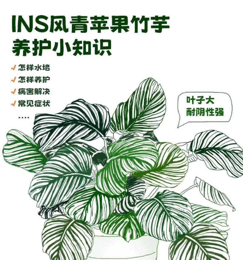 水培青苹果叶子边缘发黄的解决措施是什么？