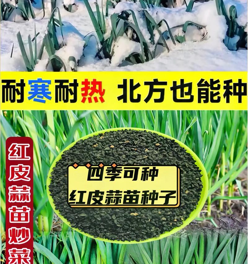宽叶大蒜播种的最佳时间是什么时候？
