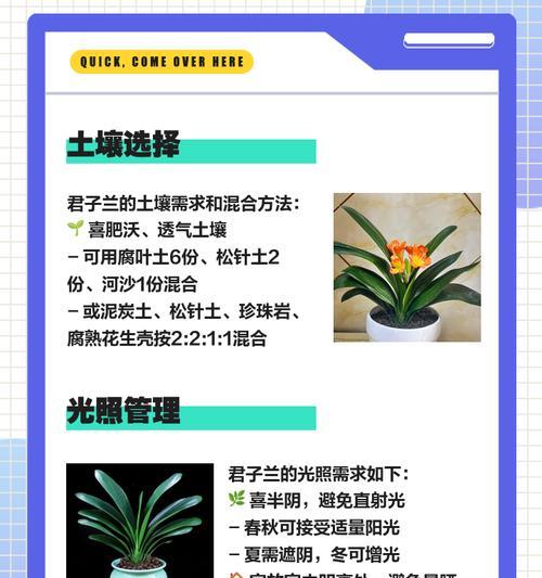 君子兰在家养时如何正确浇水？