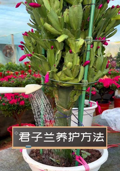 君子兰在家养时如何正确浇水？