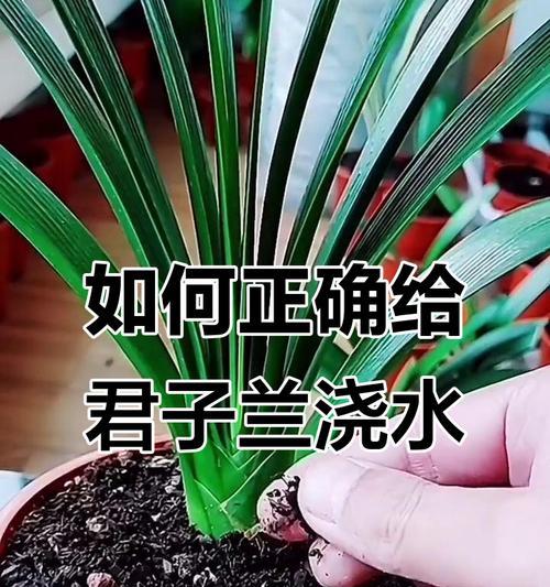 君子兰在家养时如何正确浇水？