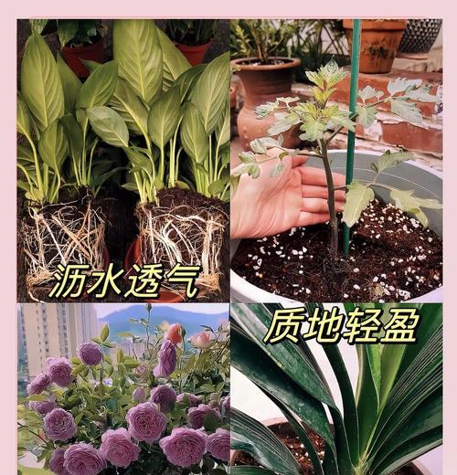养花养土技巧有哪些？如何选择合适的土壤？