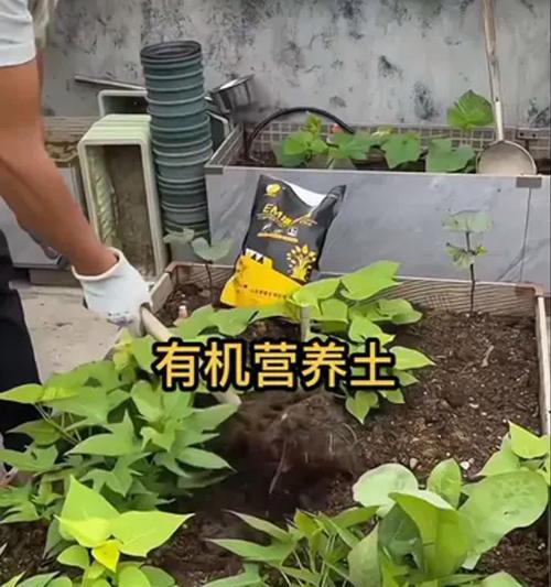 养花养土技巧有哪些？如何选择合适的土壤？