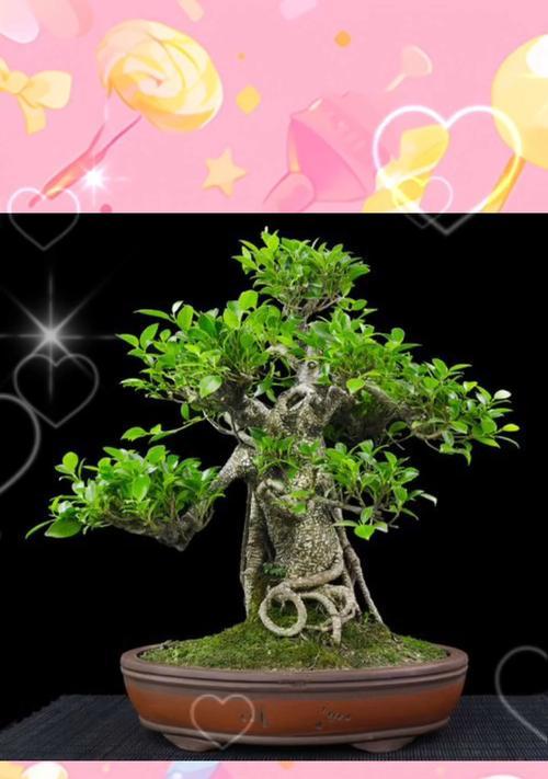 敇嫩芽盆景的养护技巧和常见问题是什么？