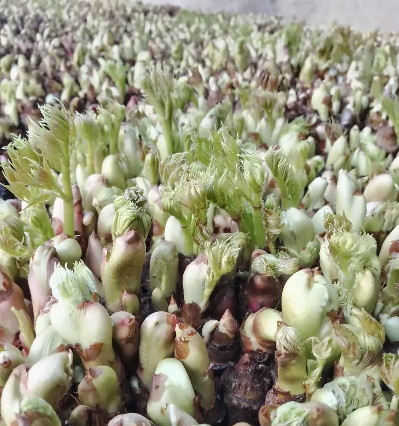 敇嫩芽盆景的养护技巧和常见问题是什么？