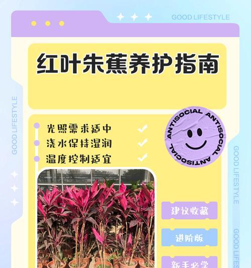 朱焦水培叶子发黄的解决方法是什么？