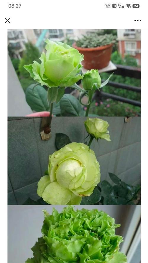 绿色月季怎么搭配？绿色月季的种植和搭配技巧有哪些？