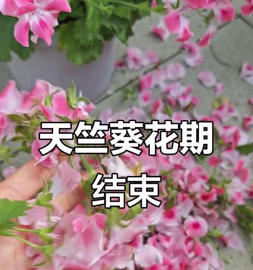 大花天竺葵叶子无法展开的原因是什么？